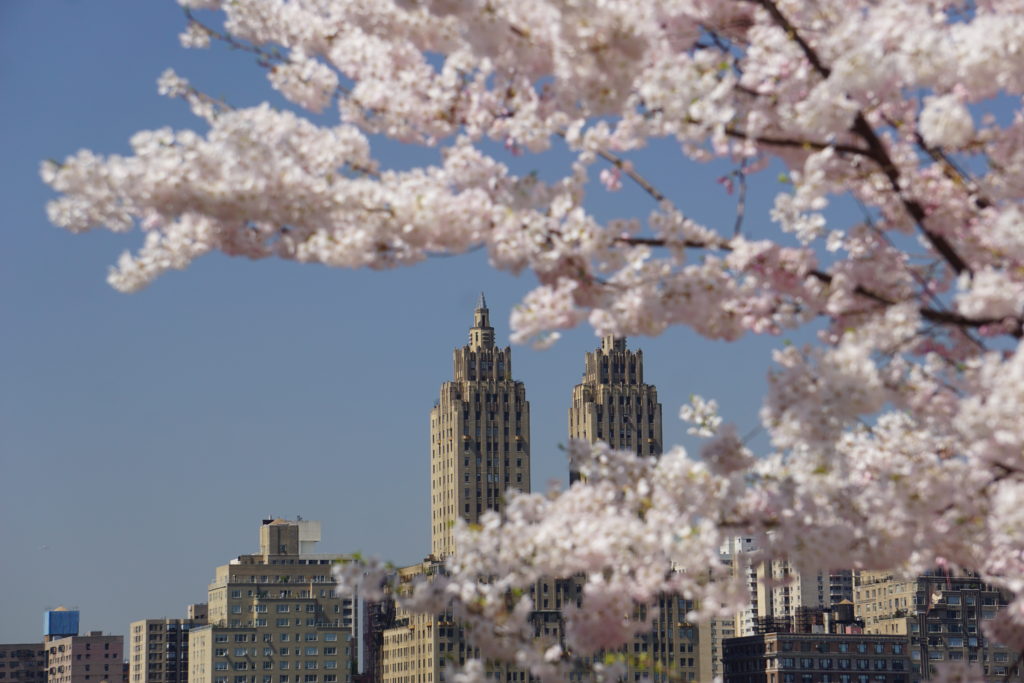 cherry blossoms on cherry hill in New York City's Central Park.