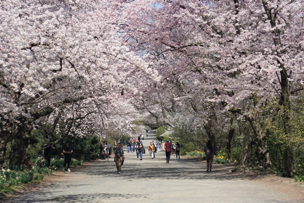 cherry blossoms along the bridle path in central park.