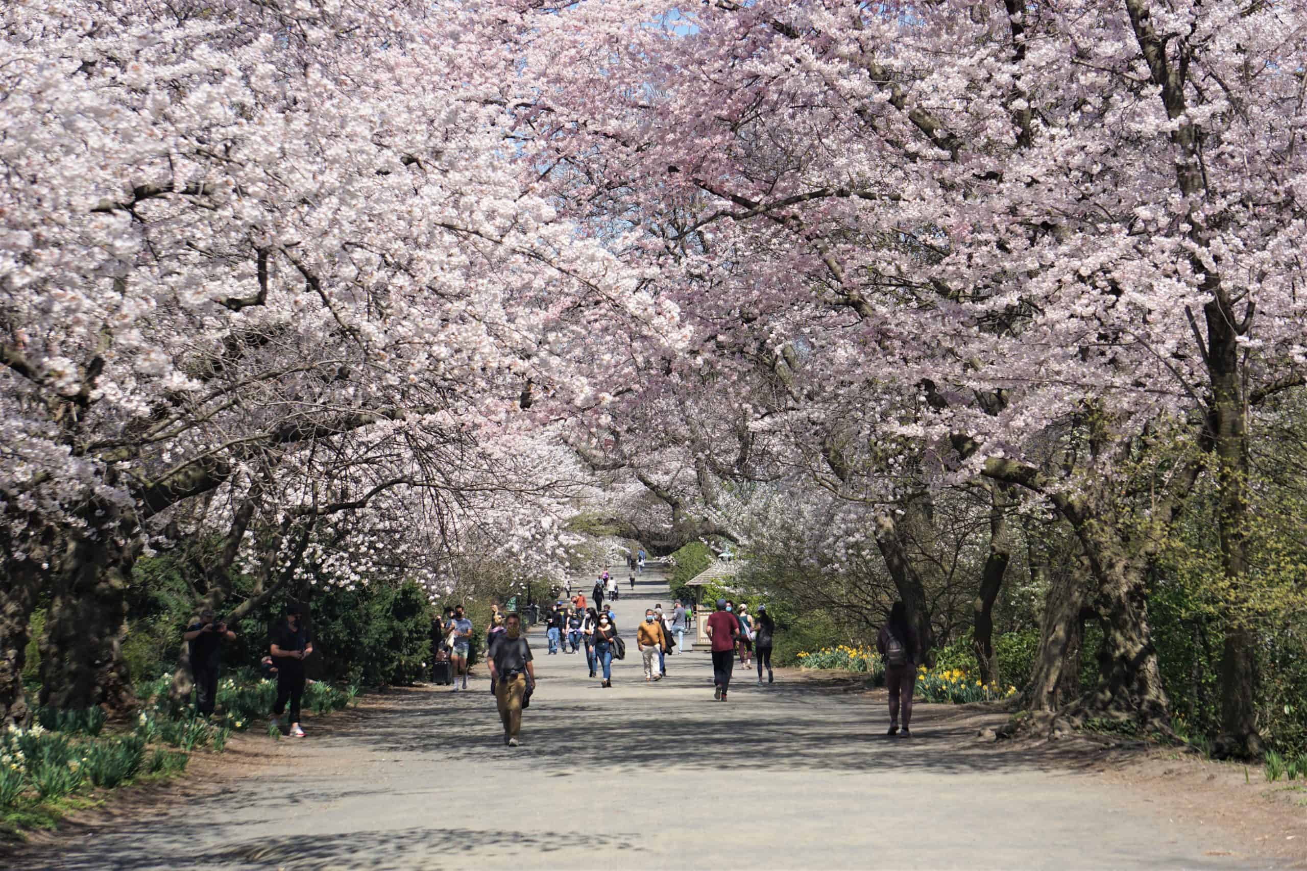 Where to See Cherry Blossoms in Central Park