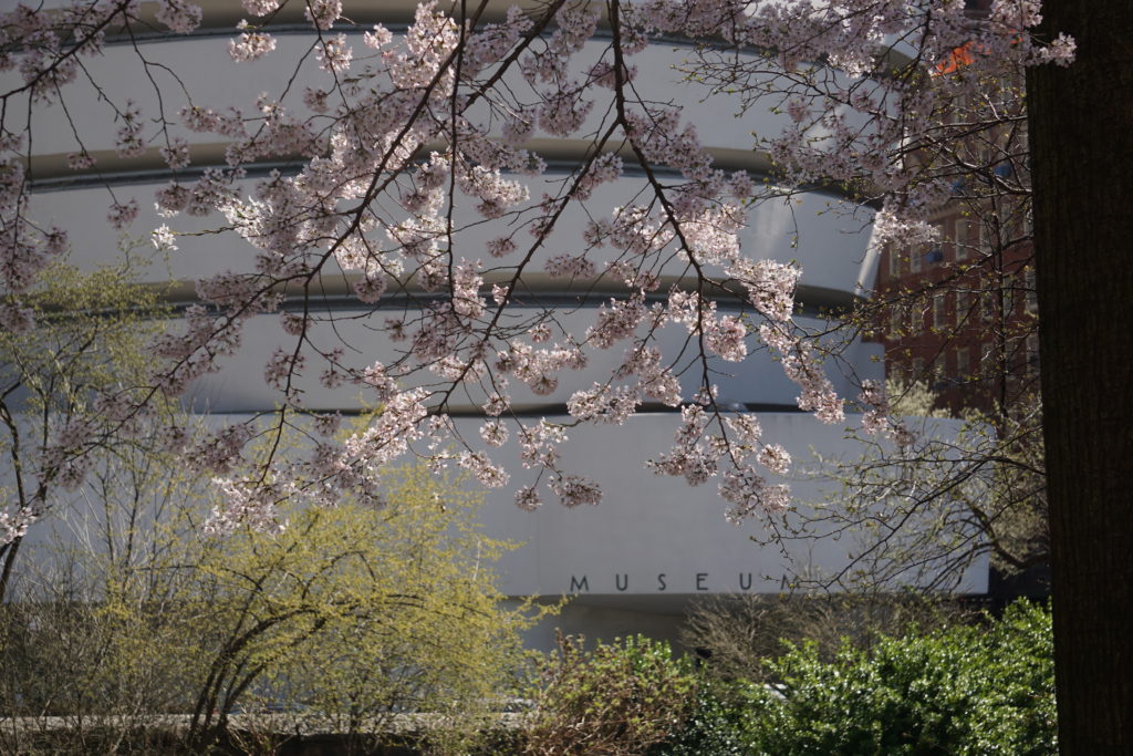 cherry blossoms in central park with the Guggenheim Museum in the background. 