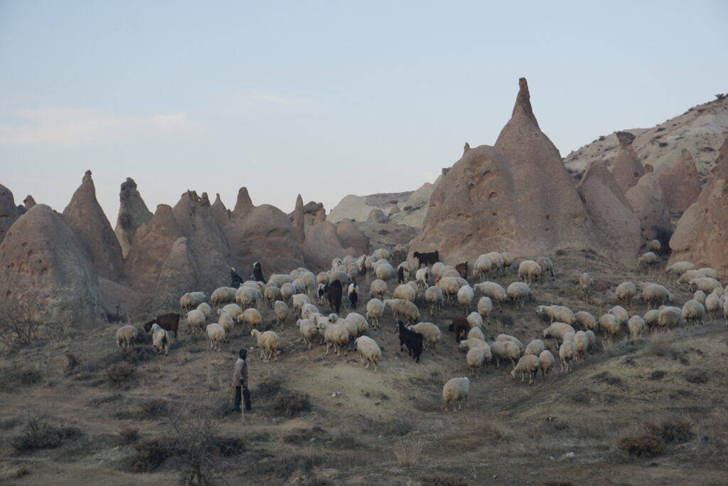 sheep in front of rock formations in Cappadocia's Devrent Valley