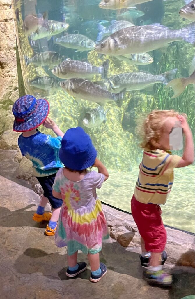 Three kids, including the author's children, look into a tank full of fish at the Malta National Aquarium, which is one of the best things to do in Malta with kids.