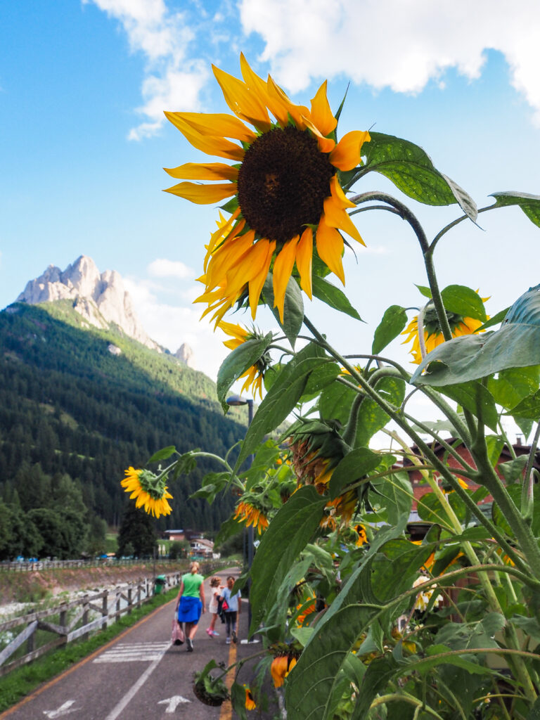 Vibrant sunflower in focus with the Dolomites' peaks in the distance, and a family walking along a path in Val di Fassa, Italy, illustrating the region's natural charm and family-friendly atmosphere.